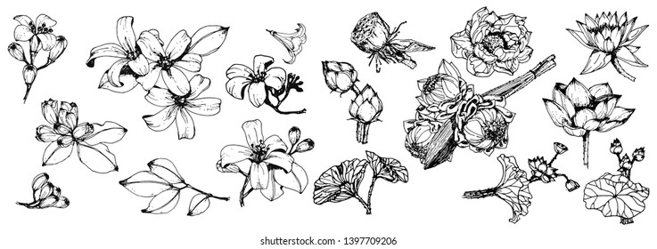 Botanical hand drawn sketch. Vector vintage illustration of floral, leaf and herb set isolated on white background.Various medicinal plants and flowers set 