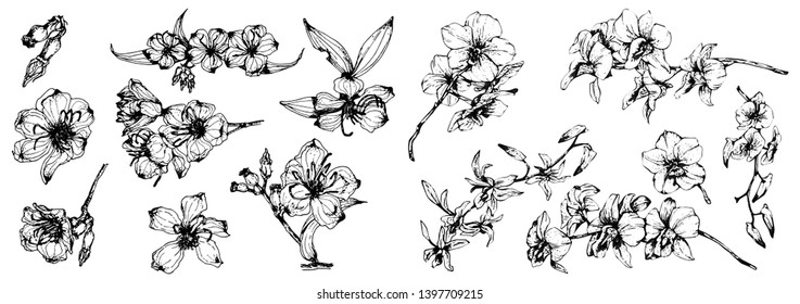 Botanical hand drawn sketch. Vector vintage illustration of floral, leaf and herb set isolated on white background.Various medicinal plants and flowers set 