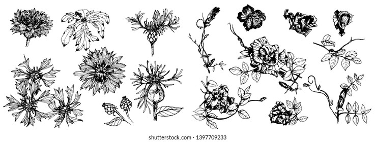 Botanical Hand Drawn Sketch Vector Vintage Stock Vector (Royalty Free ...