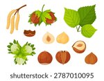 Botanical hazelnut vector clipart set featuring nuts on branch, green leaves, hazel catkins, peeled kernels, and cracked shells. Flat illustration pack for organic food branding and packaging.
