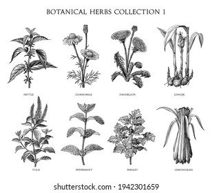 Botanical herbs collection hand draw engraving style black and white clip art isolated on white background