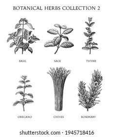 Botanical herbs collection hand draw engraving style black and white clip art isolated on white background