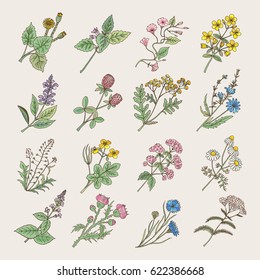 Botanical herbs and flowers. Hand drawing pictures isolate on white background. Botanical flower blossom, illustration of drawing herb and flower