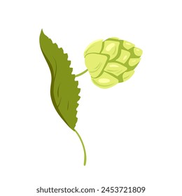 Botanical hop plant. Growing hops, beer production plants cartoon vector illustration