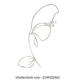 Botanical illustration. Aconitum line art