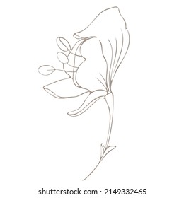 Botanical illustration. Aconitum line art