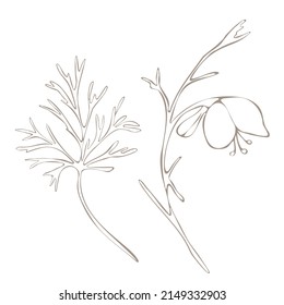 Botanical illustration. Aconitum line art