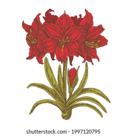 Botanical illustration. Amaryllis flower. Color. Engraving style. Vector.