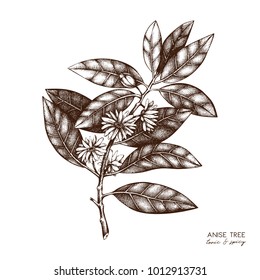 Botanical illustration of anisetree in flowers and leaves. Vector hand drawn sketch of badyan, star anise. Aromatic elements collection