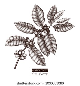 Botanical illustration of Arabica with fruits. Vector hand drawn coffee plant sketch. Aromatic and tonic elements collection