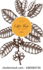 Botanical illustration of Arabica with fruits. Vector hand drawn coffee plant sketch. Vintage coffee packaging  design template. 