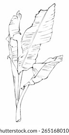 Botanical Illustration of Banana Plant Leaves