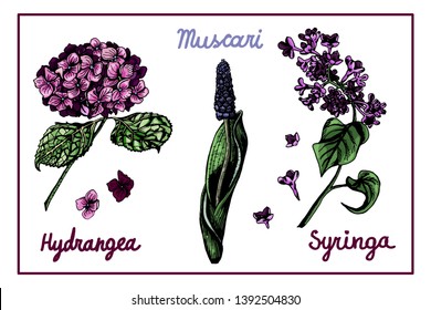 Botanical illustration of beautiful flowers. Colorful hydrangea, muscari, lilac flowers, hand drawn on white background. For design, greeting card.