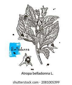 Botanische Illustration von Belladonna. Handgezeichnete Skizze der giftigen Pflanze - Atropa belladonna. Gefährliche schöne Blumen