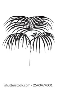 botanical illustration in black and white, palm tree vector