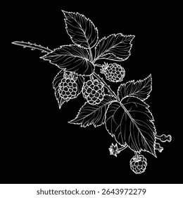 Botanical illustration of a blackberry branch. Vector hand drawn line art of this beautiful sweet fruit plant isolated on black background. Highly detailed illustration for online and print
