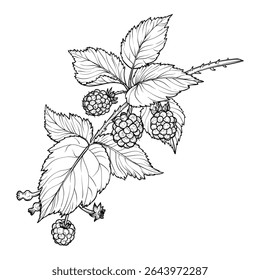 Botanical illustration of a blackberry branch. Vector hand drawn line art of this beautiful sweet fruit plant isolated on white background. Highly detailed illustration for online and print