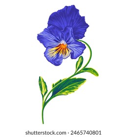 Botanical illustration with bright  Pansy flower. Viola tricolor, blue and yellow spring flower for your design, products, cosmetics, postcards, social media designs, prints for clothes. 