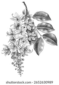 Ilustração botânica da fístula de cássia mão desenhar gravura estilo clip art preto e branco