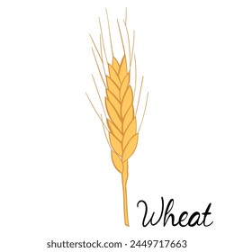 Botanical illustration of cereal plant
