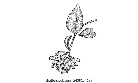 The botanical illustration of the Cestrum Elegans plant is hand-drawn in a linear style. Graphic black and white drawing of a medicinal tropical flower, in vintage style. homeopathy  plant