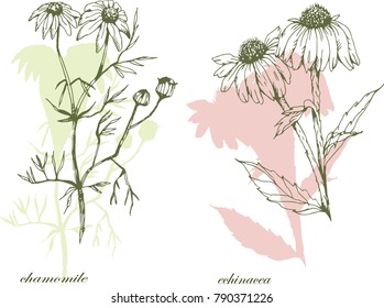 Botanical illustration with chamomile and Echinacea. Vector ink pattern. Medicine herbs.