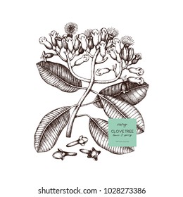 Botanical illustration of clove tree in flowers and leaves. Vector hand drawn spice plant sketch. Aromatic and tonic elements collection