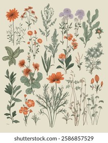 Botanical illustration collection, featuring various wildflowers and plants in a vintage style.