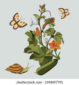 Botanical illustration of cucumber plant, snail, butterfly and ladybug
