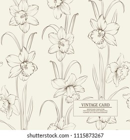 Botanical Illustration of Daffodil flower or Narcissus isolated on gray background. Vector illustration.