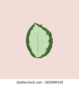 botanical illustration is a design that is suitable for you lovers of plants, nature, flora