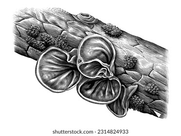 Botanical illustration of Ear mushroom vintage engraving style black and white clip art