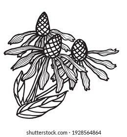 Botanical illustration of Echinacea purple black and white sketch Doodle