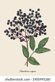 Botanical illustration of elderberry berry. Vector drawing. Colorful.