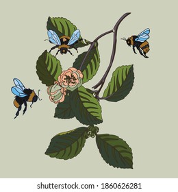 Botanical illustration with elements of Apple and bumblebee plants