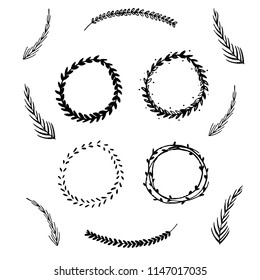 Botanical illustration, elements for logo design 