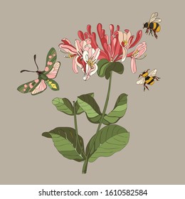 Botanical illustration with elements of plants, bees and butterflies