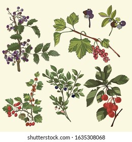 Botanical illustration with elements of plants with berries