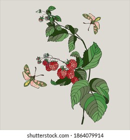 Botanical illustration with elements of plants raspberries and butterflies
