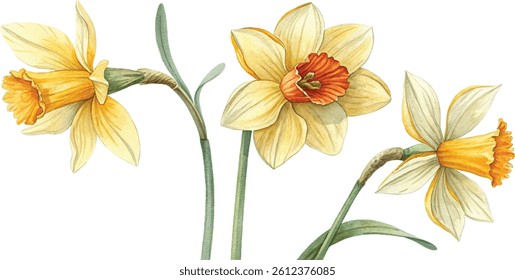 A botanical illustration featuring three delicate daffodils in soft yellow and orange hues, painted in watercolor.
