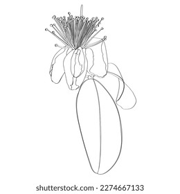 Botanical illustration. Feijoa flower and inscription. Black outline. Hand-drawn. Design for prints, posters, postcards, holiday decor, wallpaper, textiles, fabrics, wedding decor.