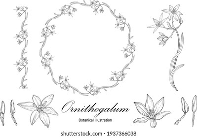 Botanical illustration, flower compositions, flower wreaths