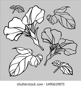 Botanical illustration with flower loach.  Vector design In black and white style. Elements isolated on background. Can be used for printing on paper, stickers, badges, bijouterie, cards, textiles, tattoo