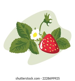 Botanical illustration of flowering and fruiting strawberries. Juicy healthy berry. Ingredient for delicious desserts and vitamin drinks. A bush of strawberries growing in a garden in a cartoon style.