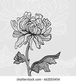 Botanical illustration. Flowering plant. Flower vector illustration.