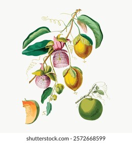 Botanical illustration of fruits and leaves. Detailed fruits and leaves art. Vintage fruits and leaves drawing with vibrant colors. Vintage plant vector element, isolated illustration.