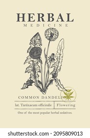 Ilustración botánica de una planta de diente de león común a mano en estilo retro. Banner vectorial o etiqueta para farmacia verde, medicina de hierbas o jardinería. Recogida de hierbas medicinales.