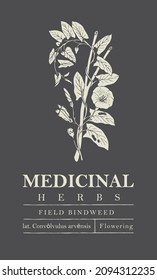 Botanical illustration of a hand-drawn field plant bindweed on a dark background. Vector banner or label in retro style for green pharmacy, herbal medicine, folk medicine. Medicinal herbs collection.