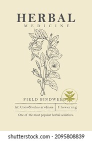 Botanical illustration of a hand-drawn field plant bindweed in retro style. Vector banner or label for green pharmacy, herbal medicine, folk medicine. Medicinal herbs collection.