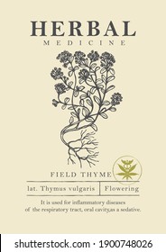 Botanical illustration of a hand-drawn field thyme plant in retro style. Vector banner or label for herbal medicine, green pharmacy or gardening. Medicinal herbs collection.